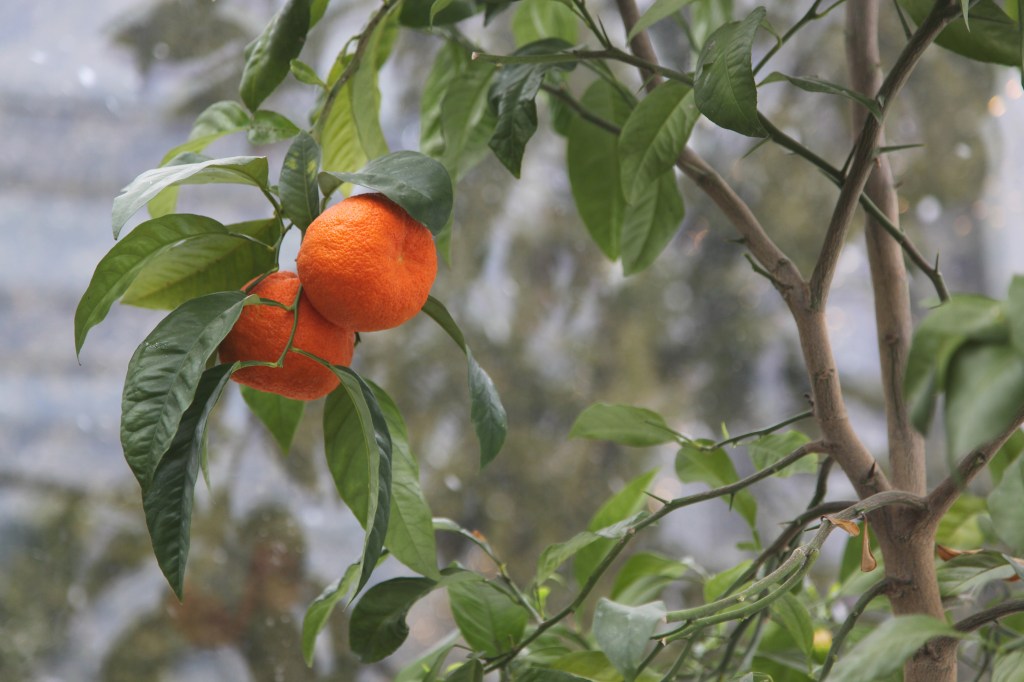 Jak wyhodować pomarańczę z pestki? Nasza osobista historia&nbsp;miłosna