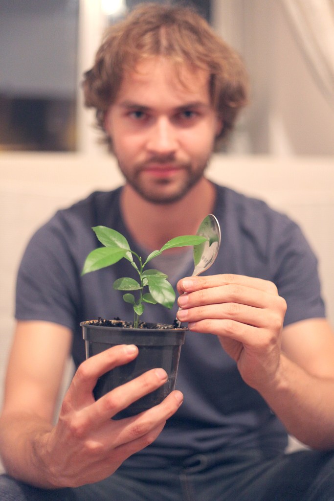 sadzonka pomarańczy nerantzi