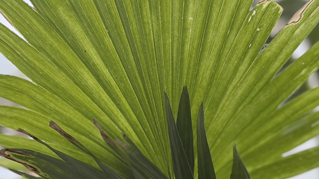 Jak zatrzymać wspomnienie&nbsp;lata?